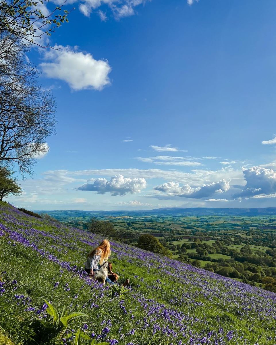 @adventuresofhanzo Three Castles Walk Bluebells